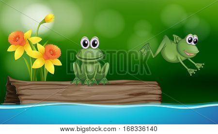 Two green frogs at the pond scene illustration