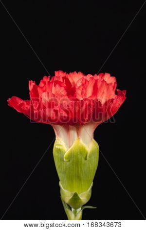 Flower of red carnation (Dianthus caryophyllus) isolated on black background.