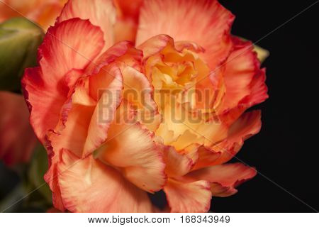 Flower of red carnation (Dianthus caryophyllus) isolated on black background.