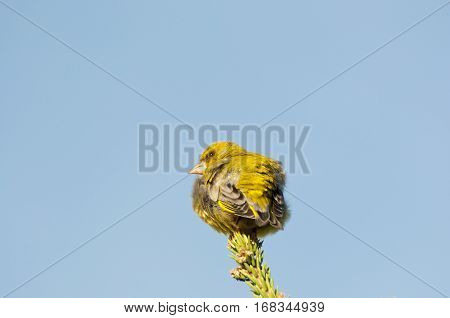Male of European Greenfinch, Carduelis chloris, perched on a branch of Picea abies