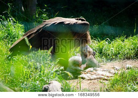 White tailed Eagle eat meat in zoo