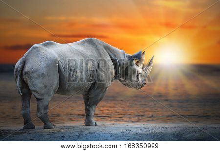 Last White Rhinoceros Ceratotherium simum cottoni standing on the beach against sunset. Saving big african animals. Ecology and environment in Africa.