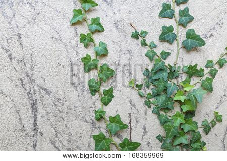 Ivy - creeping, asylum support, with dark lobed leaves and brush of adventitious roots beneath them, growing in shade
