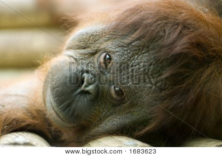 Orang-Utan 누워