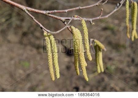 Flowering Hazel Hazelnut