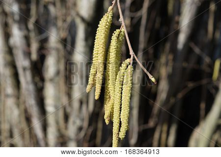 Flowering Hazel Hazelnut