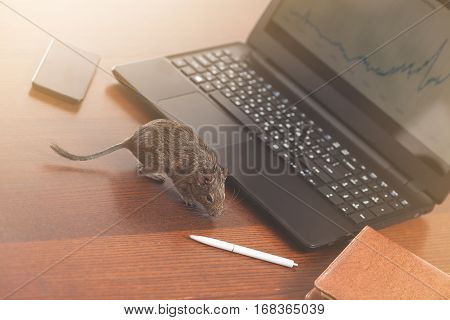 office rat. rodent on desk near to the laptop, notebook, pen and phone
