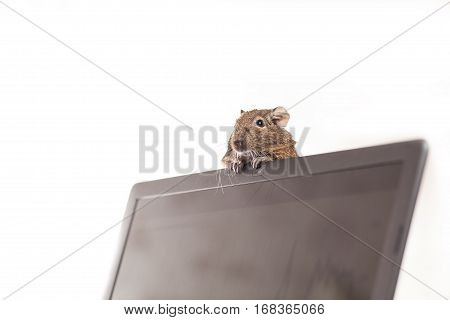 office rat. rodent on screen of laptop