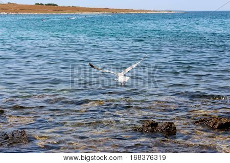 Seagull flying over blue sea in search of fish