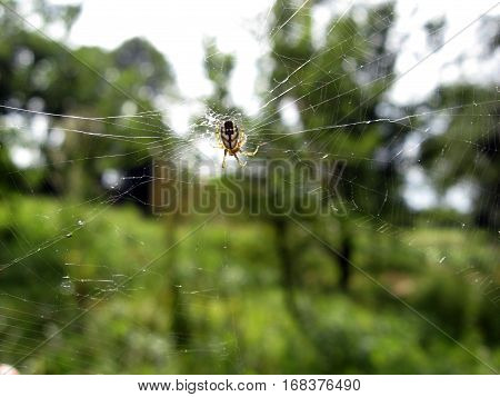 Spider waiting for its prey on a clear day