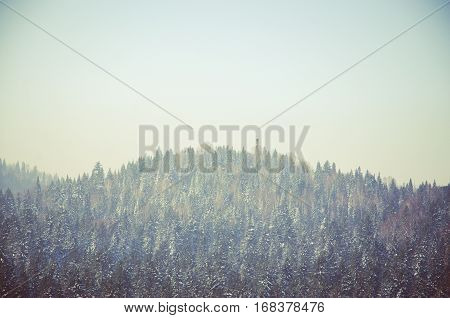 Coniferous Trees, Thickets Of Green Forest
