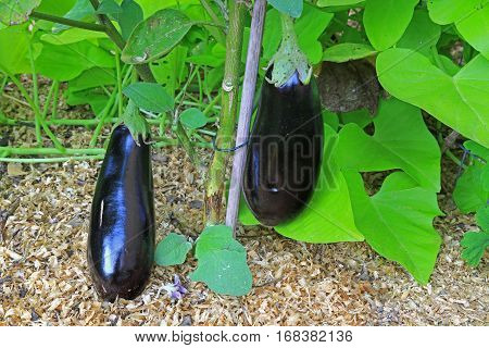 Aubergines (Solanum melongena) on the plant in the garden