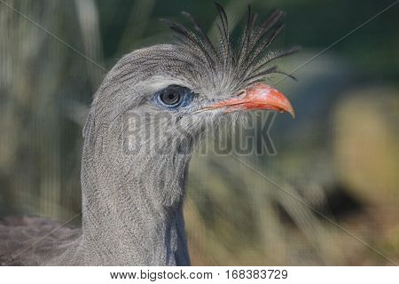 Red legged Seriema head shot