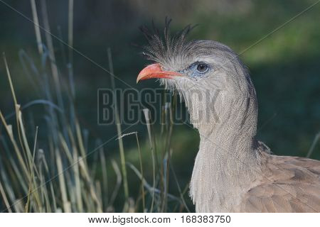 Red legged Seriema head shot