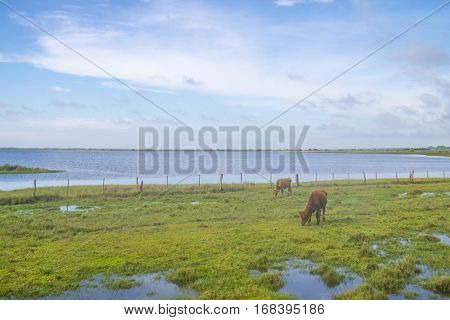 Cow Grazing At The Farm