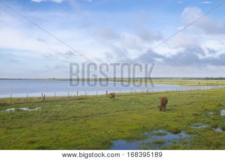 Cow Grazing At The Farm