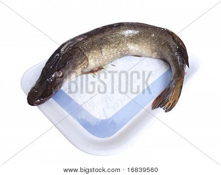 Pike