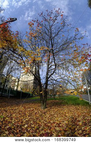 Milan (Lombardy Italy): the colors of the autumn