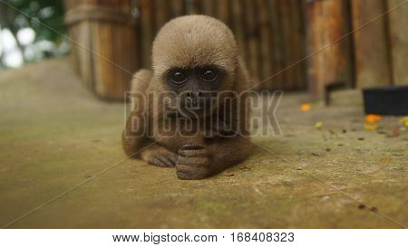 Curious baby Chorongo monkey staring at the camera lens. Common names: Woolly monkey, Chorongo monkey. Scientific name: Lagothrix lagothricha