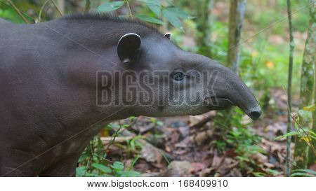 Profile view of Amazon Tapir with jungle background. Common names: Tapir, Danta. Scientific name: Tapirus terrestris 