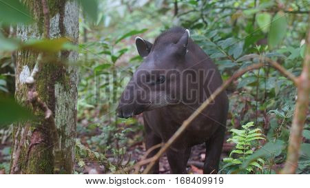 Front view of Amazon Tapir with jungle background. Common names: Tapir, Danta. Scientific name: Tapirus terrestris 