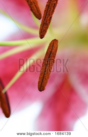 Macro de lírio Oriental rosa