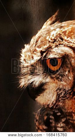 Close up of beautiful spotted Eagle owl