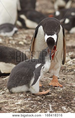 Gentoo Penguin (Pygoscelis papua) regurgitating food to feed its chick on Bleaker Island in the Falkland Islands