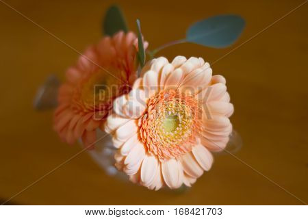orange garbera flower on a table .