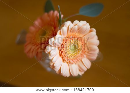 orange garbera flower on a table .