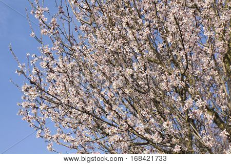 Branches of almond tree in blossom with pink flowers on blue sky Latin name Prunus dulcis.