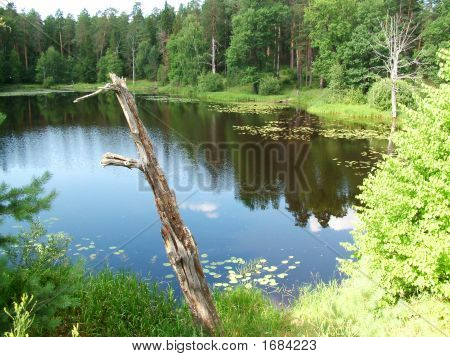 Lake Forest