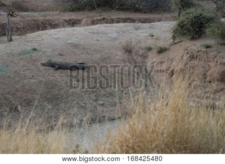 Crocodile in the Etosha National Park in Namibia South Africa
