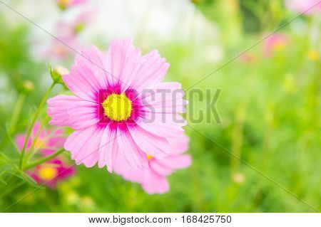 cosmos flowrs in the park pink flowrs in the garden with sunlight vintage style