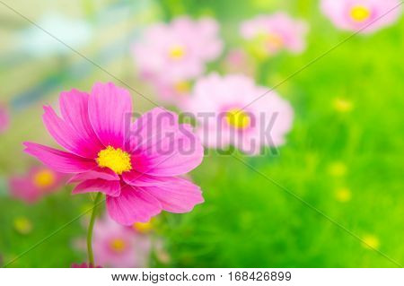 cosmos flowrs in the park pink flowrs in the garden with sunlight vintage style