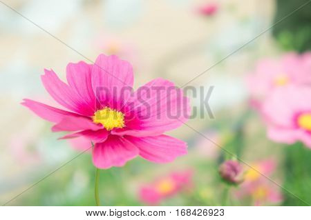 cosmos flowrs in the park pink flowrs in the garden with sunlight vintage style