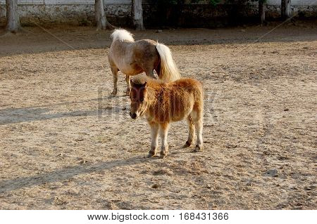 Cute and Little pony in the paddock