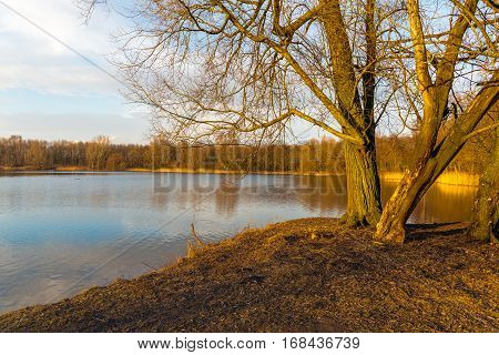 Bare trees in the golden low afternoon sunlight on the banks of mirror smooth lake at the end of a sunny day in the Dutch winter season.