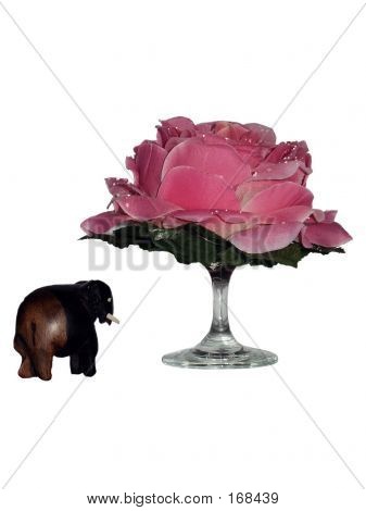 Elefant und Rose