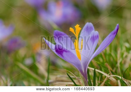 Purple crocus blooming on spring meadow. Easter photo with copyspace