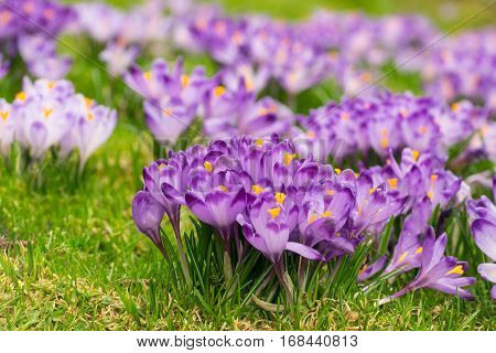 Purple crocuses on a meadow at springtime