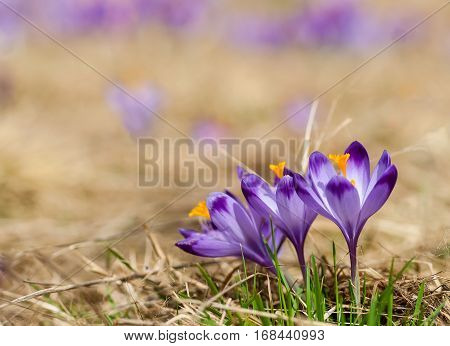 Purple crocus flowers blooming on spring meadow. Easter photo with copyspace