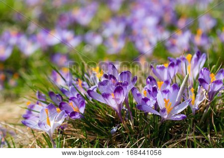 Purple crocuses on a meadow at spring sunny day