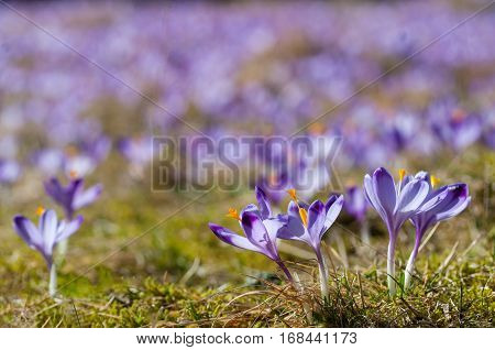 Purple crocuses on a meadow at springtime