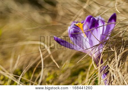 Purple crocus blooming in yellow dry grass