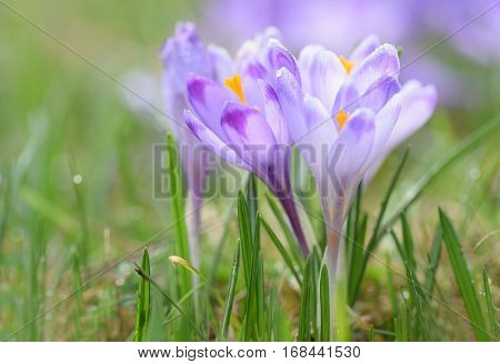 Magenta crocus flower blossoms at springtime with green grass