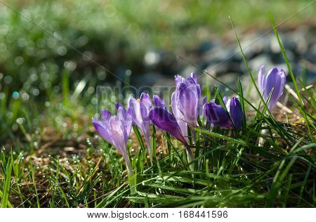 Purple crocus flowers blooming on spring meadow with drops of dew in bokeh. Easter photo with copyspace