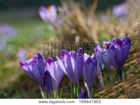 Purple crocus flowers blooming on spring meadow. Easter photo with copyspace