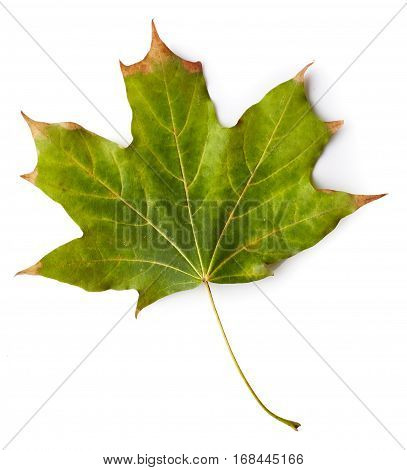 Maple Leaf