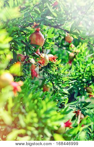 Ripe Colorful Pomegranate Fruit on Tree Branch. The Foliage on the Background. With sun light leaks